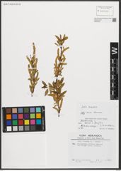 Foto von Salix triandra L.